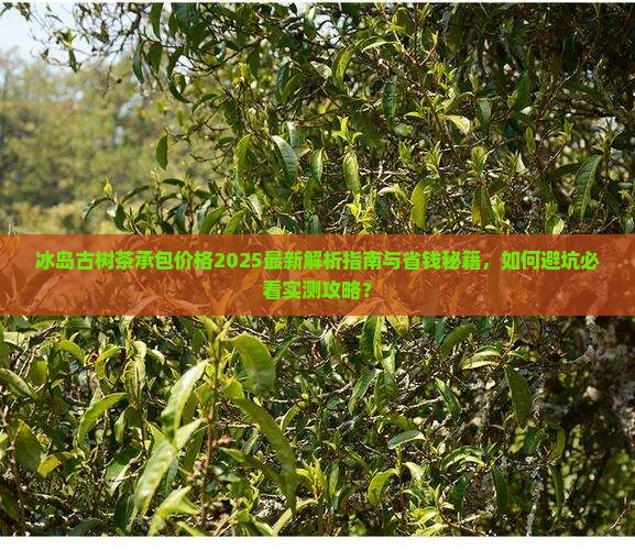 冰岛古树茶承包价格