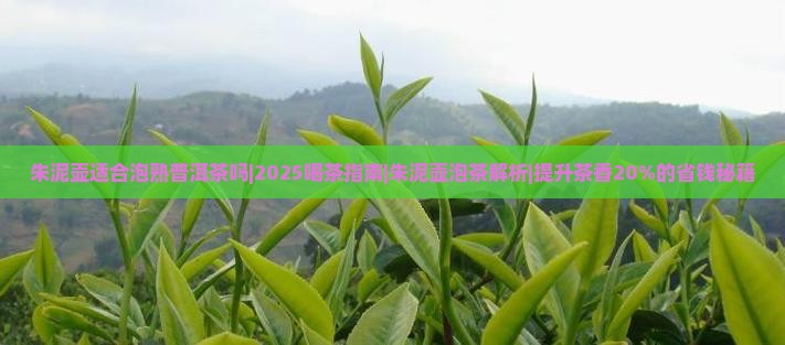 朱泥壶适合泡熟普洱茶吗