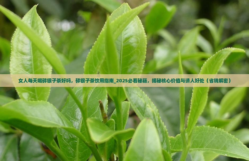女人每天喝碎银子茶好吗