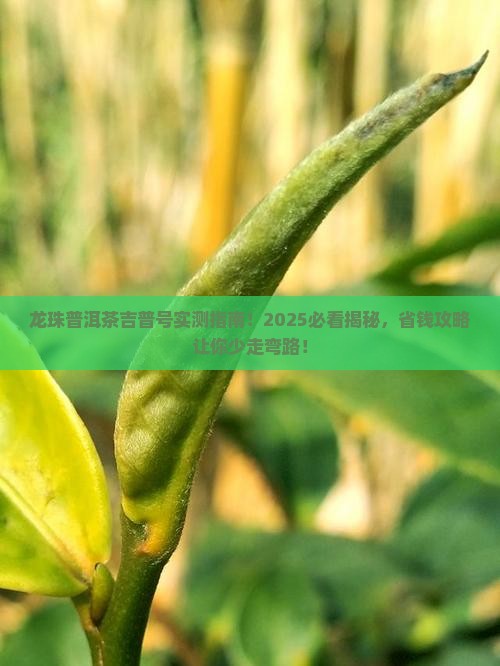 龙珠普洱茶吉普号
