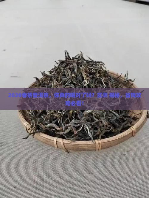 普洱茶2020春茶