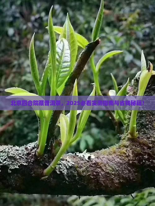 北京四合院购买藏普洱茶
