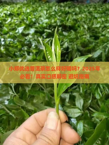 小郑优选普洱茶怎么样好喝吗