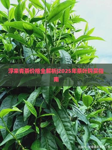 浮来青茶叶价格表