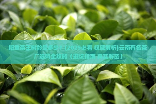 班章茶王树龄云南有名的茶厂