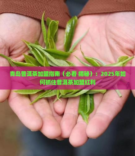 青岛普洱茶代理招商加盟