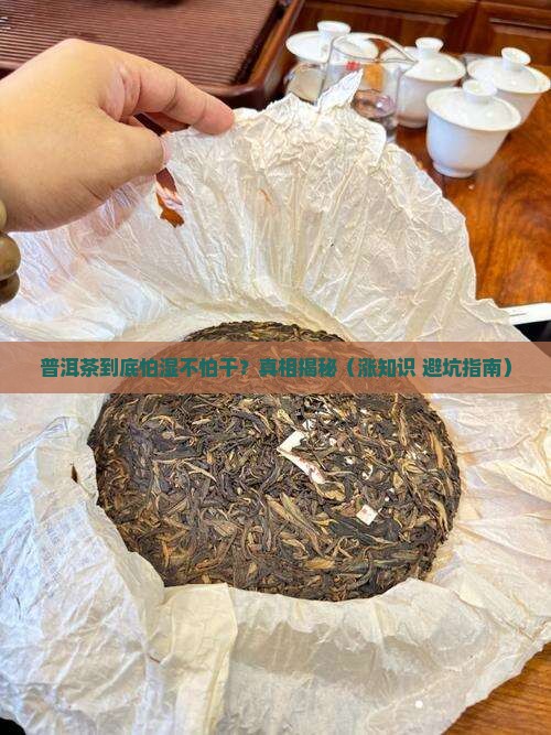 普洱茶怕湿不怕干吗为什么