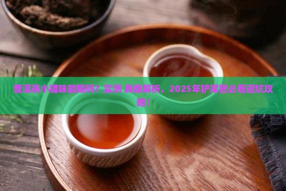 普洱茶小猫咪能喝吗怎么喝