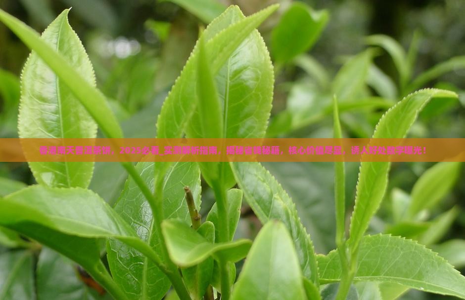 香港南天普洱茶饼