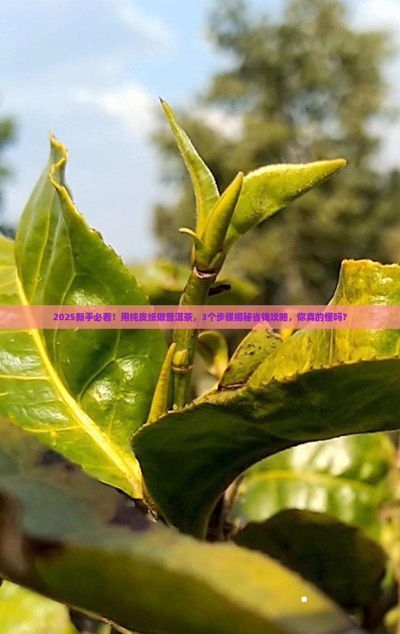 用纯皮纸做普洱茶