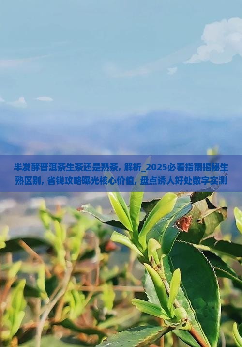 半发酵普洱茶生茶还是熟茶