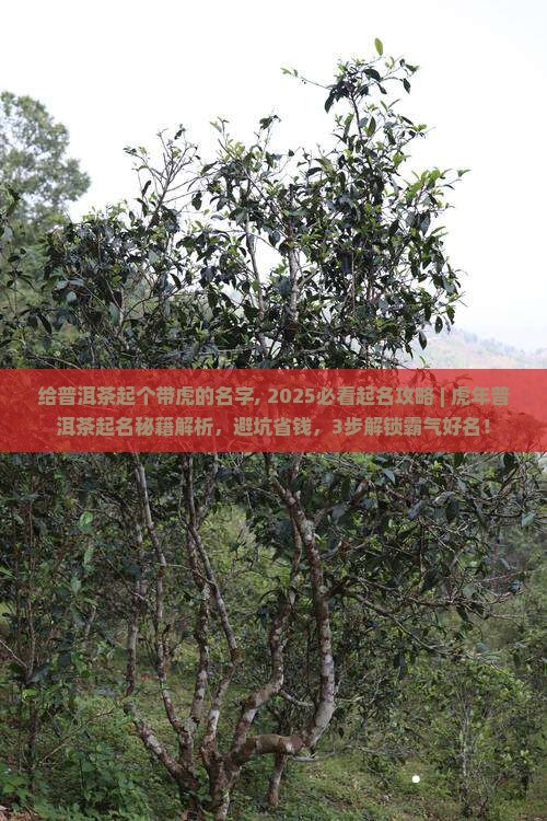 给普洱茶起个带虎的名字