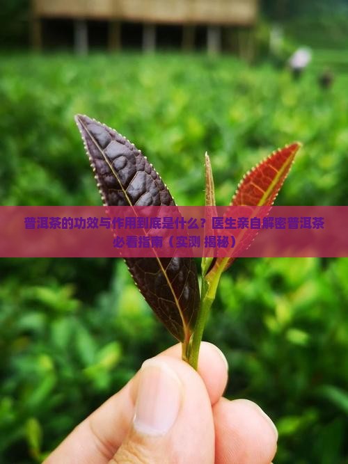普洱茶的作用及成分