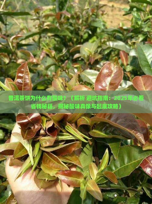 普洱茶饼为什么有酸味