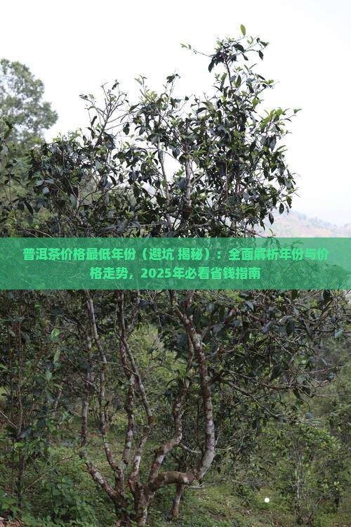 普洱茶价格最低年份