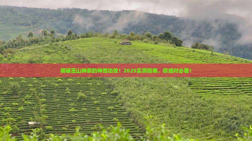 巫山神茶的作用