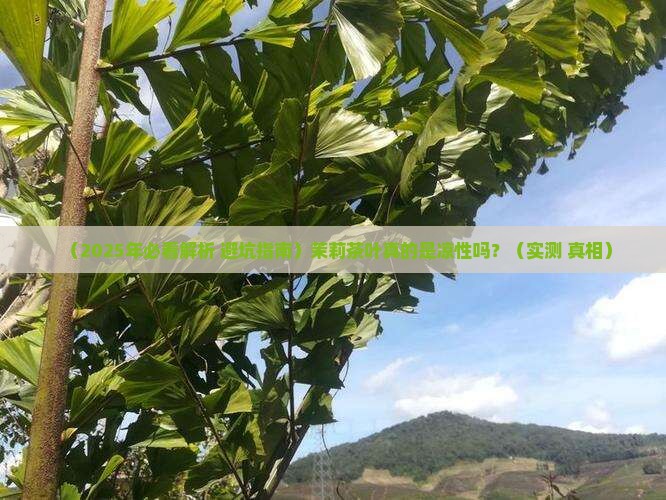 茉莉茶叶属于凉性吗