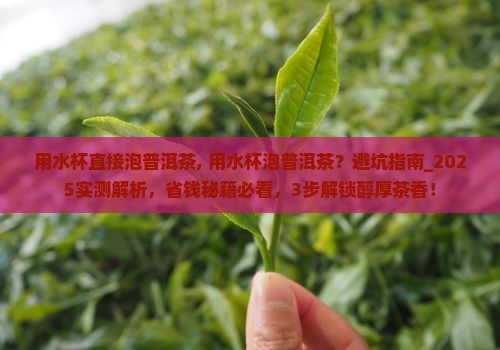 用水杯直接泡普洱茶