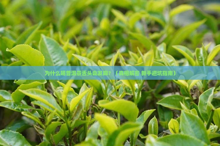 喝普洱茶舌头会发麻