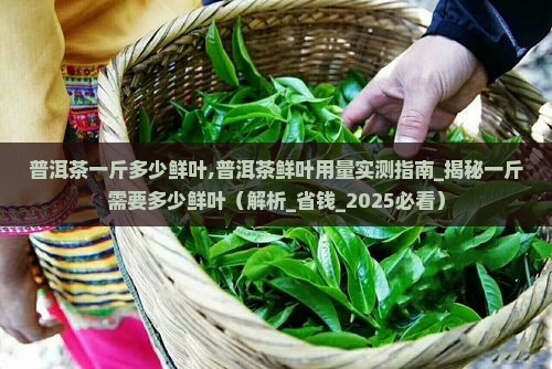 普洱茶一斤多少鲜叶