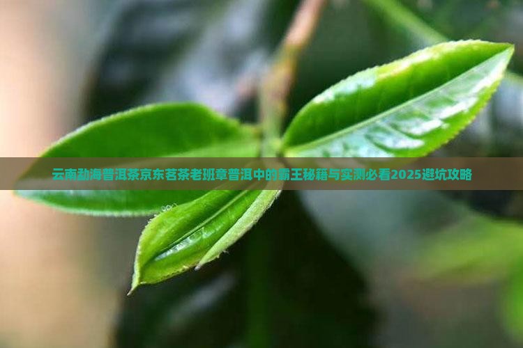 云南老班章普洱勐海