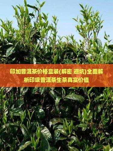 印加普洱茶价格盒装