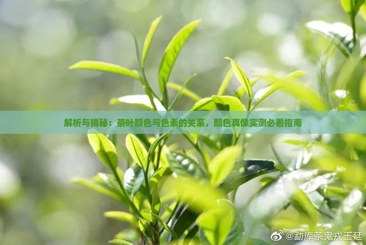 茶的颜色是色素吗
