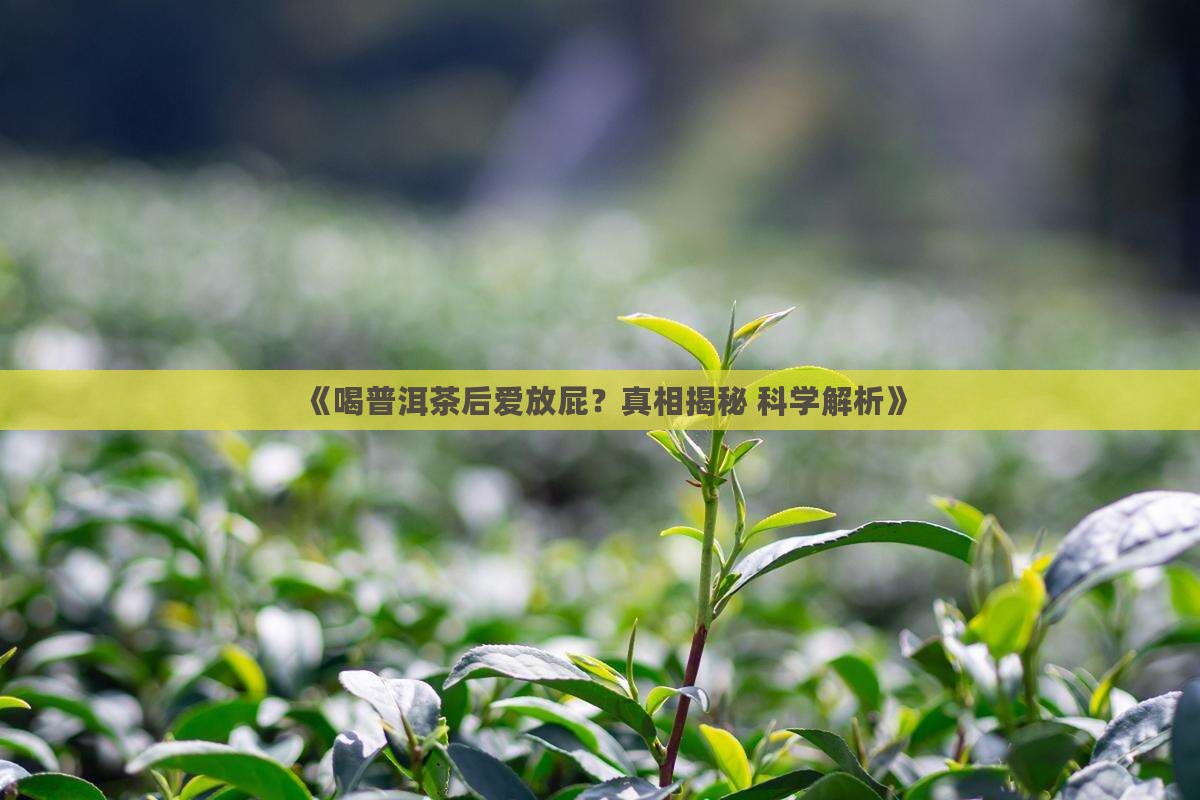 喝普洱茶后爱放屁