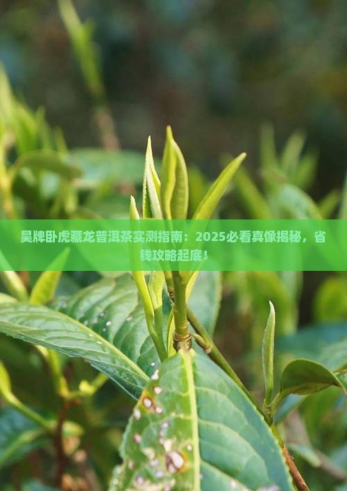 昊牌卧虎藏龙普洱茶