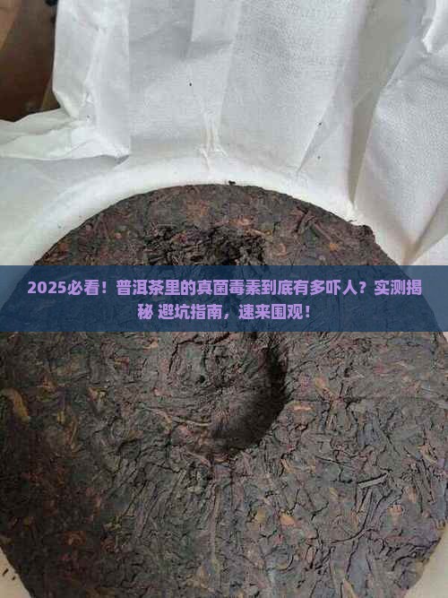 普洱茶中有真菌毒素吗