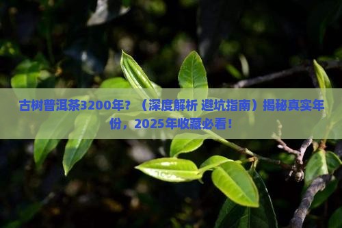 古树普洱茶3200年