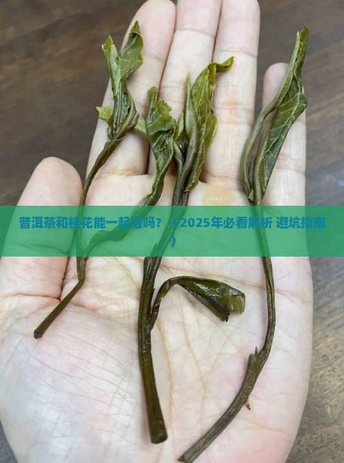普洱茶和桂花能一起泡吗