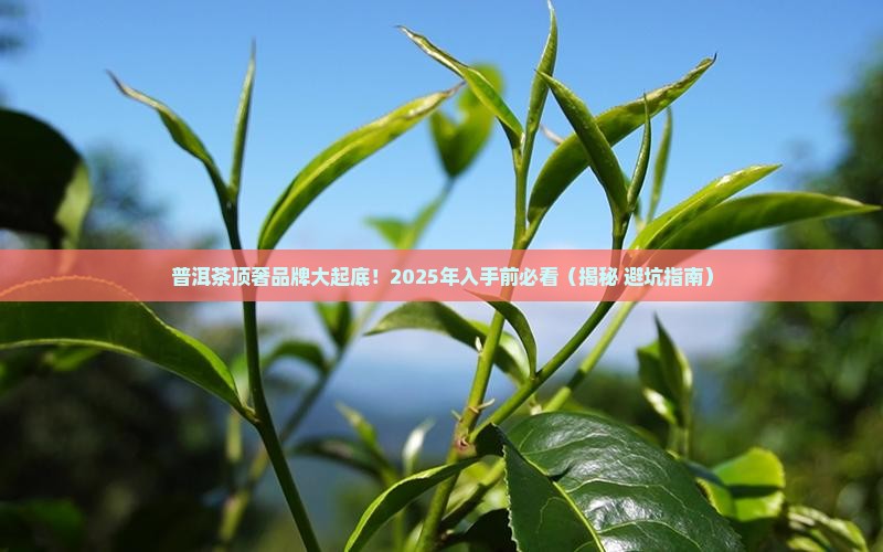 普洱茶最贵的是哪些品牌