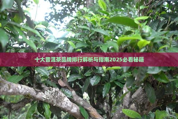 普洱茶前100品牌排名
