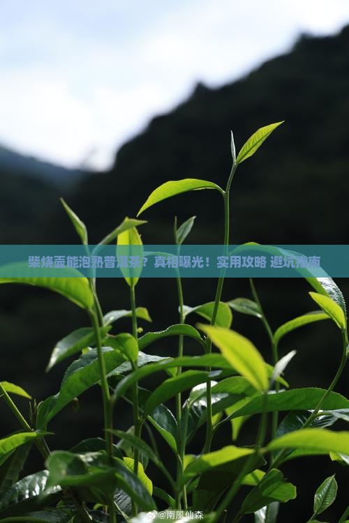 柴烧壶适合泡熟普洱茶吗