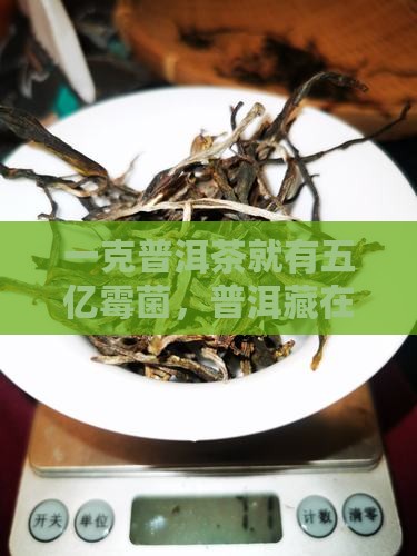 微生物和普洱茶的危害