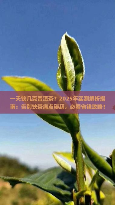 一天饮几克普洱茶
