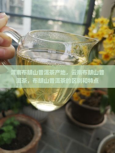 渭南布朗山普洱茶 渭南布朗山普洱茶