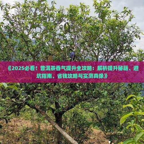 怎样提高普洱茶香气
