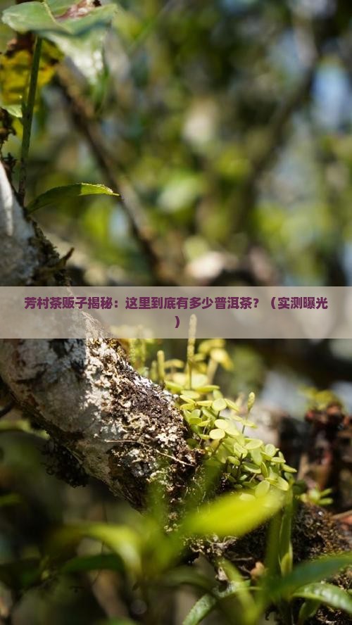 广东芳村有多少普洱茶
