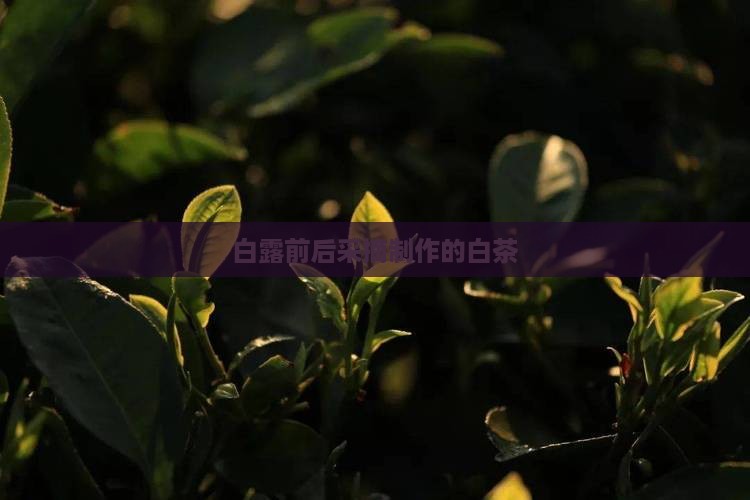16年的白露茶
