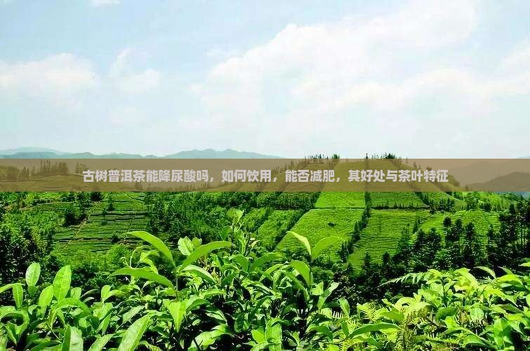 古树普洱茶能降尿酸吗