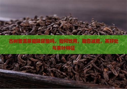 古树普洱茶能降尿酸吗
