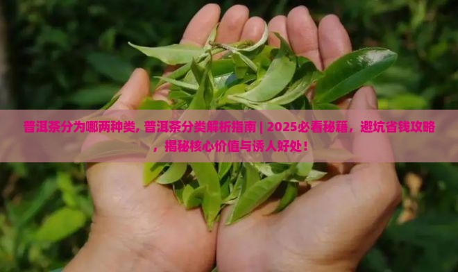 普洱茶分为哪两种类
