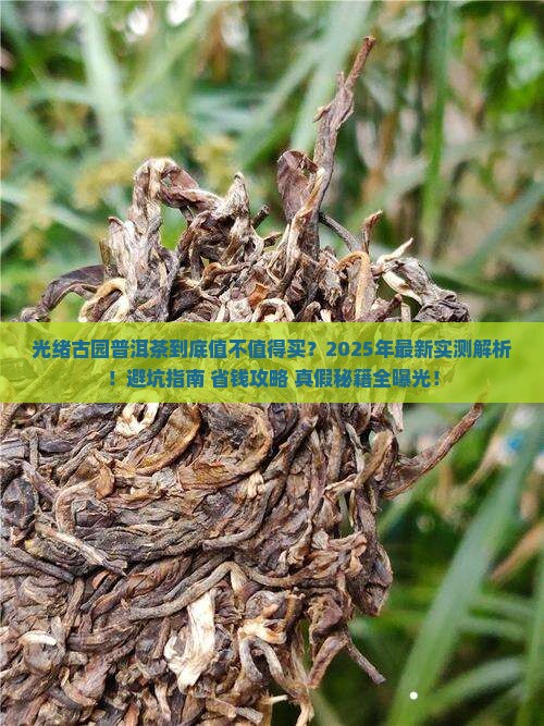 光绪古园普洱茶