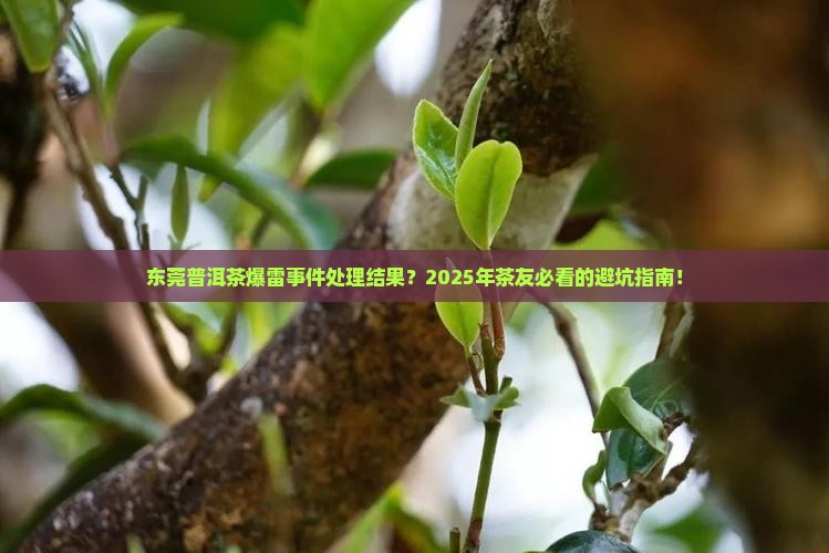 东莞普洱茶爆雷事件处理结果