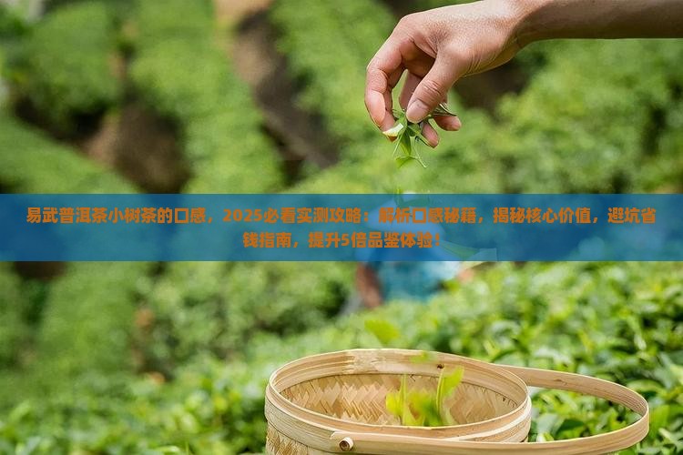 易武普洱茶小树茶的口感
