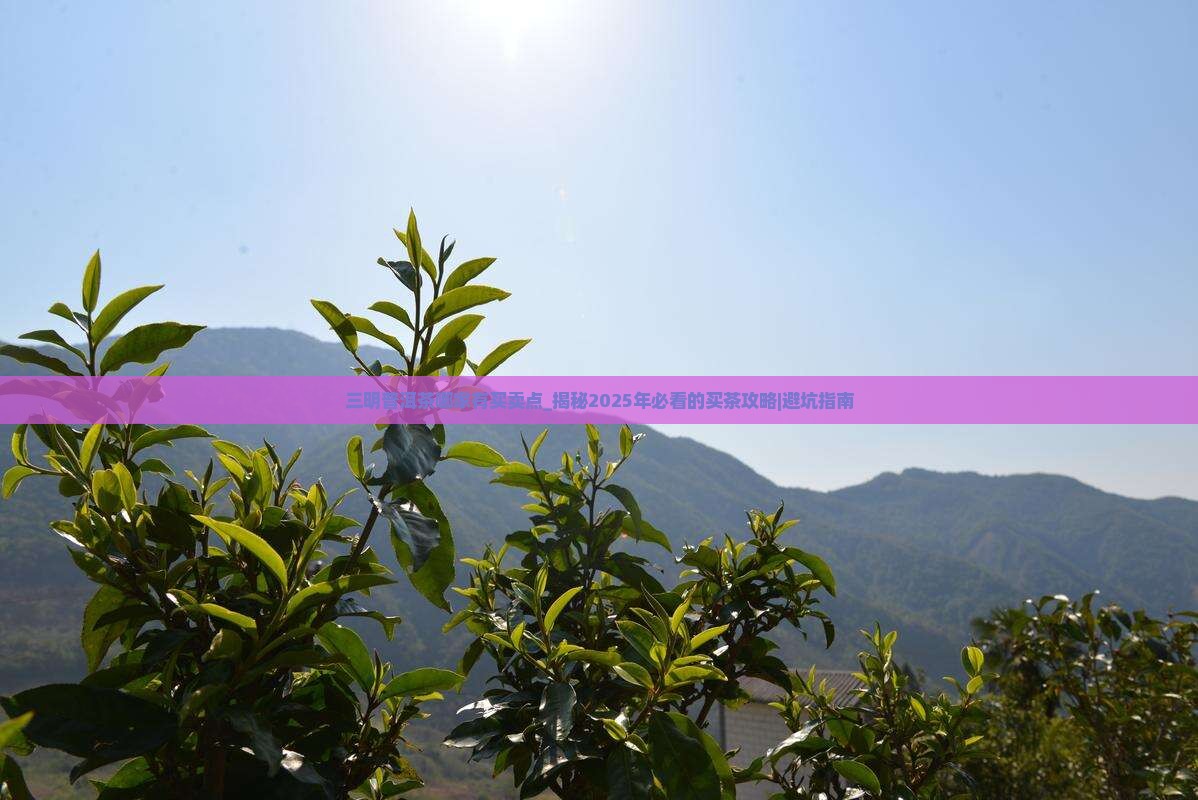 三明普洱茶哪家有买卖点