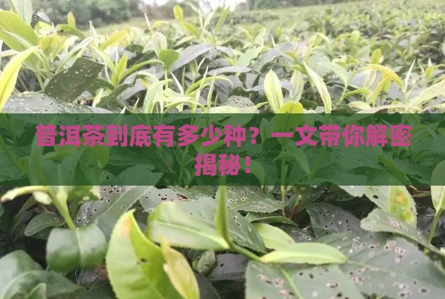 普洱茶分多少品种