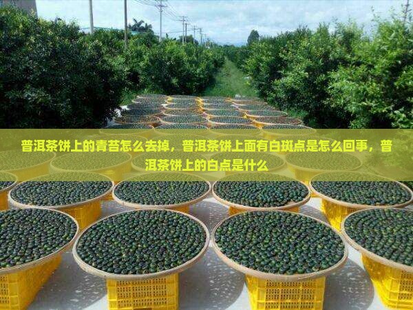 普洱茶饼上的青苔怎么去掉